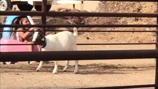 Goat Powered Car