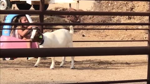 Goat Powered Car