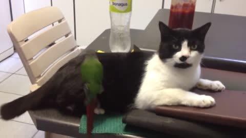 Cat Enjoys Being Comfortably Groomed By Bird