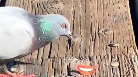 Funny pigeon with smily sticker
