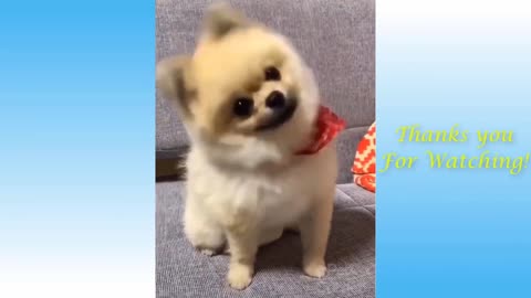 Funny Animals Video ever