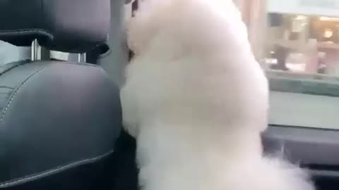 Dog in my car / dog dancing video