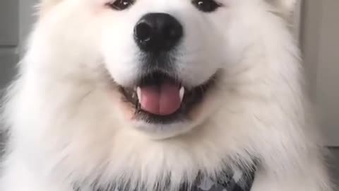 Amazing Dog reacts to music