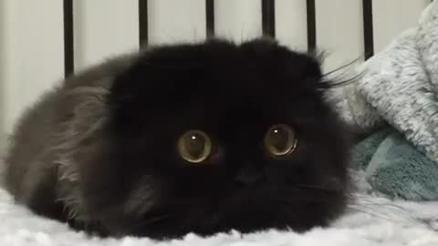 GIMO THE CAT - The Biggest Eyes Cat Ever