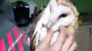 Barn owl enjoys thorough head scratch