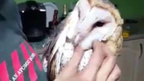 Barn owl enjoys thorough head scratch