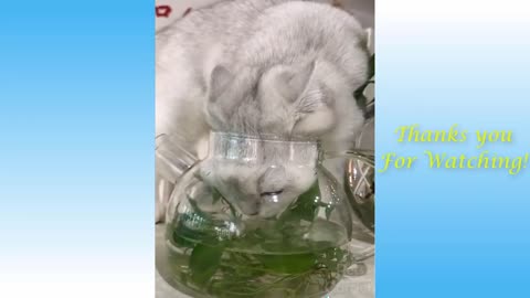 Cats and Funny Dogs Videos Compilation 2021 😍