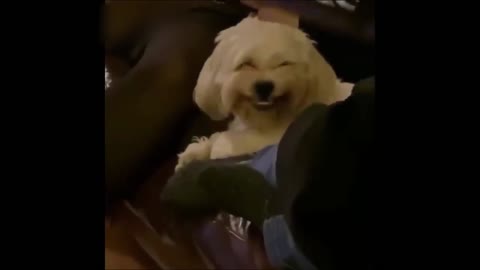 dog smiling