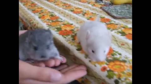 Baby Chinchillas Playing - CUTEST Compilation