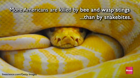 Dangerous Snakes | Rare Animals
