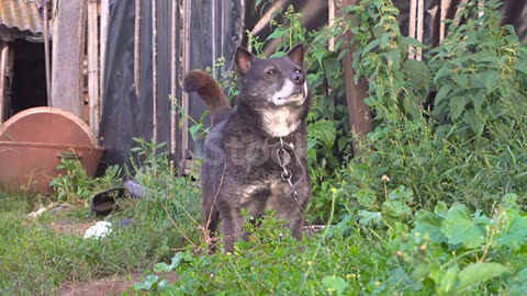 Dog on chainis sniffing what's in the environment