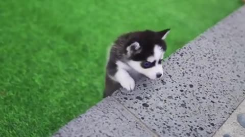 Micro Husky Puppy''Real''' (Video used by scammers to sell lookalike toys!)