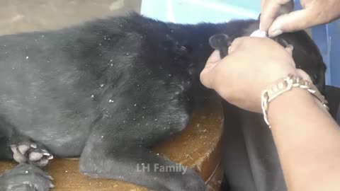 Kindly man rescues an abandoned dog with many ticks (2)