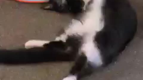 Cat plays on its back