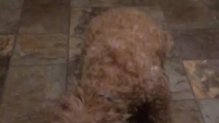 Fluffy tan dog misses food thrown at her in kitchen