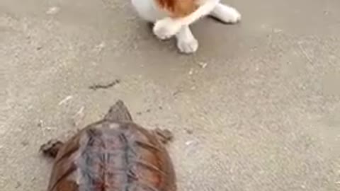 funny cat playing tortoise 2021