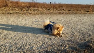 Hilariously playful pom puppy plays with a seed