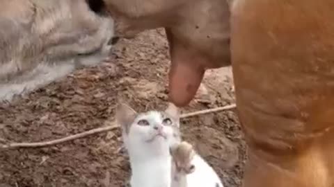 cat want to drink cow milk#shorts#🤣funny