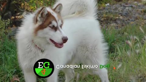 yt1s.com - 10 Most Expensive Dogs in the World.mp4
