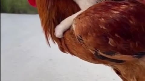 Adorable Little Puppy Play With Chicken