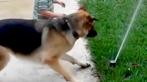 Enjoyable moments of dog and baby with fountain