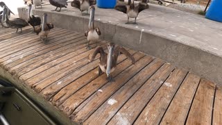 Feeding the Pelicans