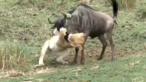 A lion captured a wildebeest, accident happened next second
