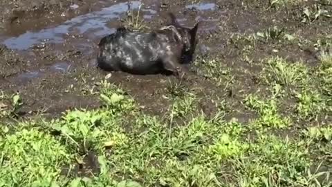 Dog and mud