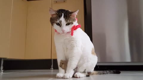 Funny cat video | #cat #Tranding cut cat