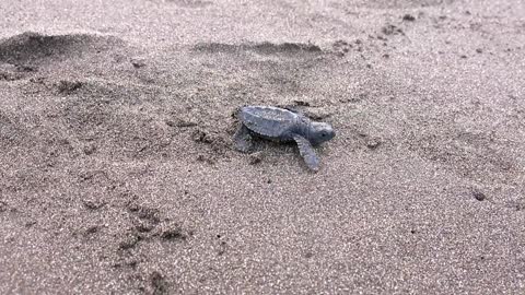 Sea Turtle Hatchling On the Way to the Pacific Ocean