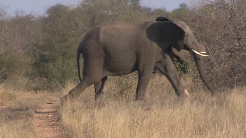 A Bull, male, African Elephant (Loxodonta Africana)