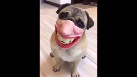 dog with a funny mask
