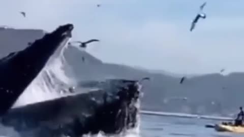 AHumpback whale swallows two girls in California