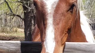 Psylash NV colorful astonishing 2 1/2 year old gelding