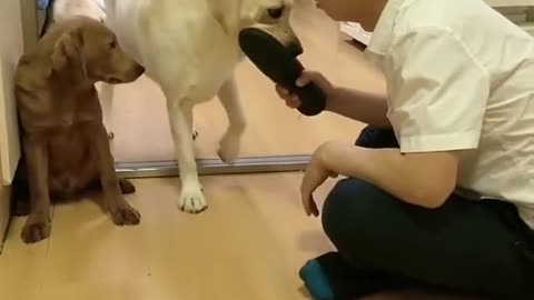 Must watch cute doggy moments