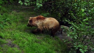 brown bear in all beauty