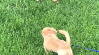 Ferocious puppy doesn't like the lawnmower