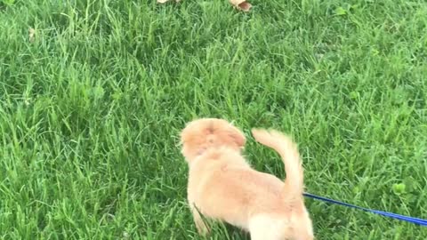 Ferocious puppy doesn't like the lawnmower