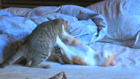 cute cats fight videos 2022