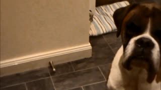 Boxer dog sounds the dinner gong