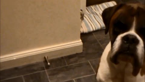 Boxer dog sounds the dinner gong
