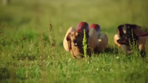 HEINZ Ketchup 2016 Hot Dog Dachshund Commercial the 'Wiener Stampede'