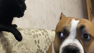 Cat Shows Authority Over Large Dog