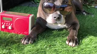 This pittie is too cool for school