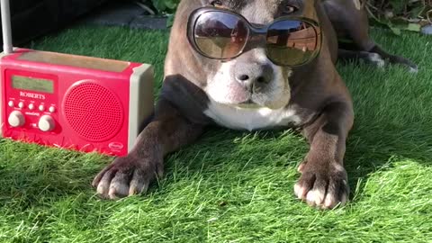 This pittie is too cool for school