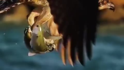 The sharp talons of the eagle are really fierce