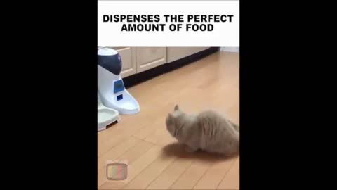 Automatic Cat Food Dispenser Amazing