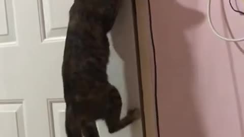 Cat Climbs to Open Door for Its Buddy
