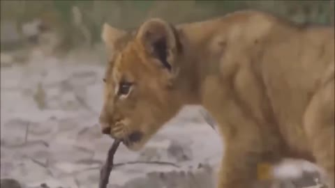 - Leopards to save cubs - Leopards vs lions