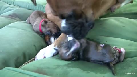 Dog Has Amazing Birth While Standing!!.mp4